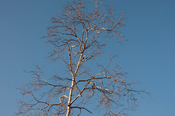 Birch and fir naked branches on the background of deep blue sky. Early spring in the sundown lights