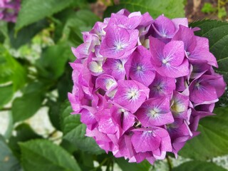 pink hydrangea flowers