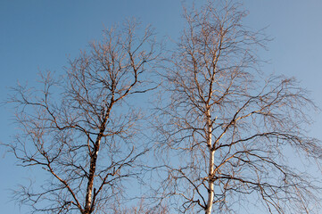 Birch and fir naked branches on the background of deep blue sky. Early spring in the sundown lights