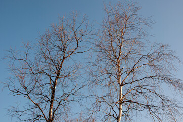Birch and fir naked branches on the background of deep blue sky. Early spring in the sundown lights