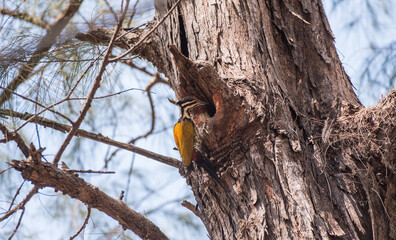 Great spotted woodpecker on tree to enter the nest