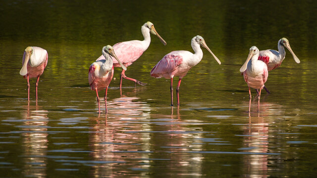 Spoonbill Bird At The Ding Darling National Wildlife Preserve