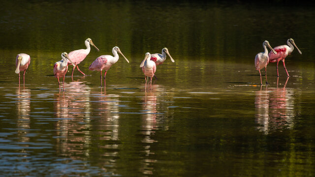 Spoonbill Birds At The Ding Darling National Wildlife Refuge