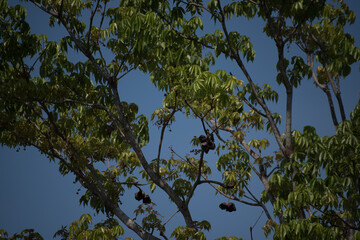 leafs and blue sky with trees
