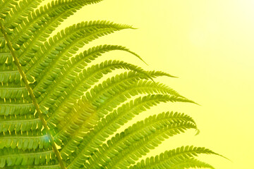 Green fern leaves tropical rainforest foliage plants.