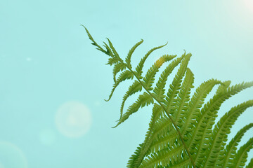 Green fern leaves tropical rainforest foliage plants.