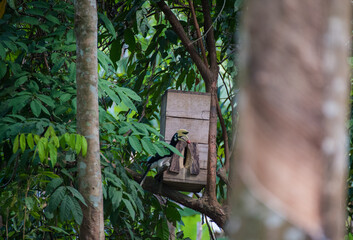 hornbill bird stand on the branch coming to house of bird
