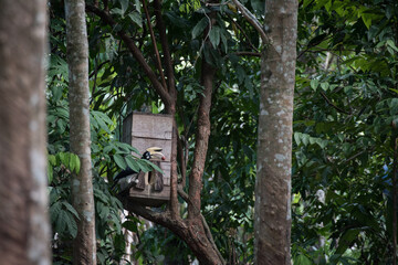 hornbill bird stand on the branch coming to house of bird