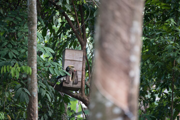 hornbill bird stand on the branch coming to house of bird