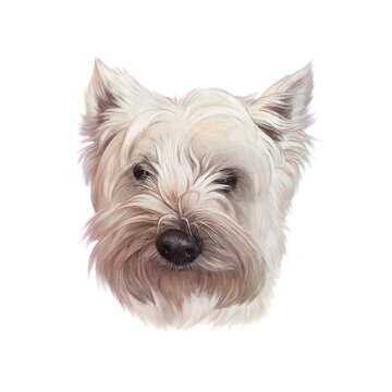 Portrait of West Highland White Terrier dog isolated on white background. Cute puppy. Hand drawn illustration of Pets. Animal art collection: Dogs. Good for print T-shirt, banner, cover, card