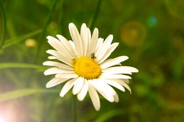 Obraz premium marguerites on a meadow of flowers in the garden with nice white petals and white blossoms in full blow as spring flower and summer bloom creating a feeling of relaxation