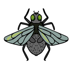 beautiful insects, fly, vector illustration isolated on white background