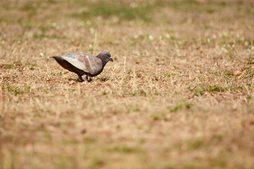 beautiful bird is on the grass