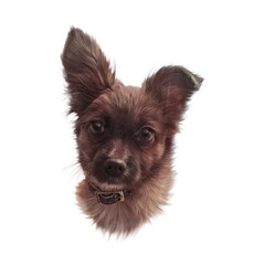 Portrait of Cute small puppy isolated on white background. Portrait of a brown lap dog. Hand painted illustration of Pets. Animal art collection: Dogs. Good for print T-shirt, pillow. Design template