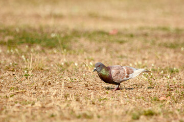 beautiful bird is on the grass