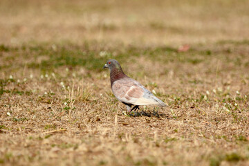 beautiful bird is on the grass