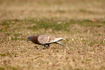 beautiful bird is on the grass