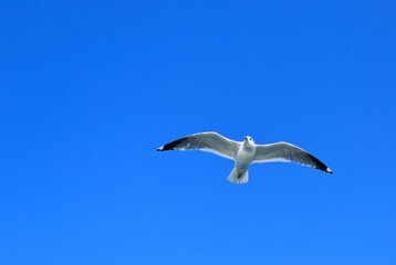 Against the backdrop of a blue sky, a flying seagull.