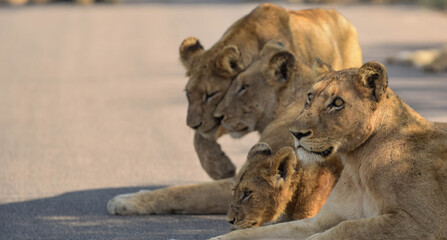 lion in the zoo