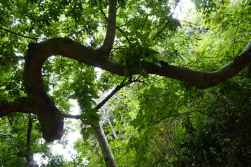 Arbre aux troncs tordus