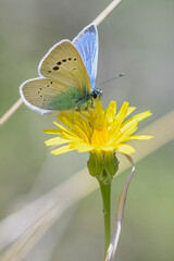 Green-underside Blue butterfly - Glaucopsyche alexis, beautiful small butterfly from European meadows and gardens, Pag island, Croatia.