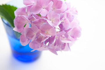ブルーのグラス活けた紫陽花の花  白背景 右にコピースペース