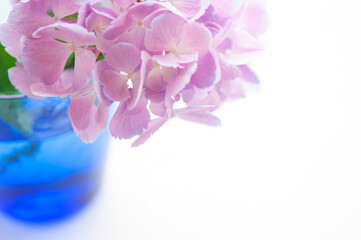 ブルーのグラス活けた紫陽花の花  白背景 右にコピースペース
