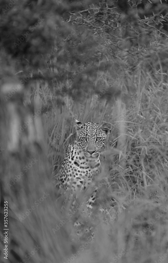 Wall mural leopard in the long grass in africa