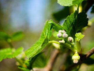 Currant is preparing to bloom in the spring, close-up. The unopened flowers of the currant in the sun. Spring has come