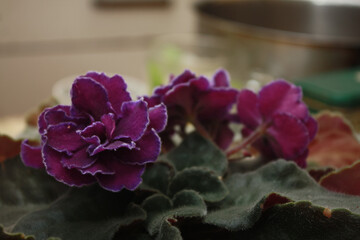 Terry violet volumetric indoor violet with a lilac border. Grade Ward Brown.