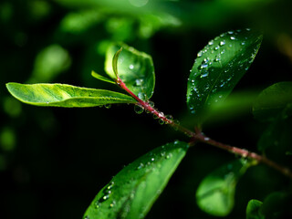 Transparent iridescent drops of dew or rain on a branch of honeysuckle close-up. Wet leaves in drops on a dark blurred background. Beautiful natural background, Wallpaper or screensaver