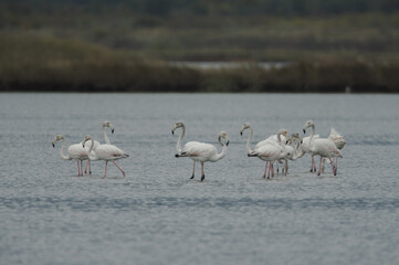 Flamingos photographed in an abandoned salt pans of Ulcinj in Montenegro