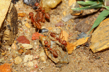 Group red ant walking and pick up food to the nest on sand floor