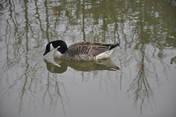 Canada Goose Reflection