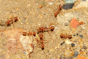 Group red ant walking and pick up food to the nest on sand floor