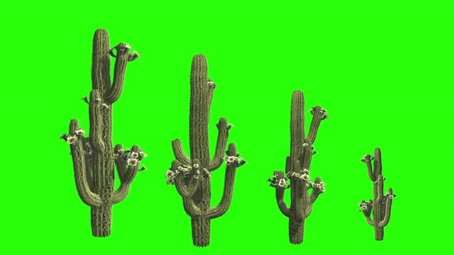 3d rendering cactus plant with flowers on a chroma key background