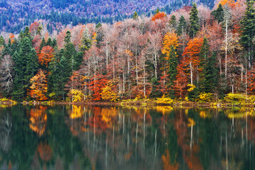 Autumn forest with reflection on Biogradsko lake in Montenegro