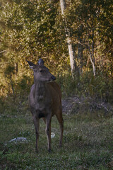 A random deer looking always in the forest in Phu Kradueng.