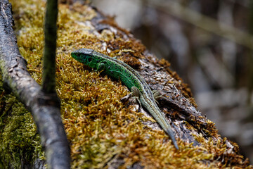 Sand lizard in the dunes of the Amsterdam water supply Area - Zandhagedis / Duinhagedis in de Amsterdamse Waterleiding Duinen (AWD)