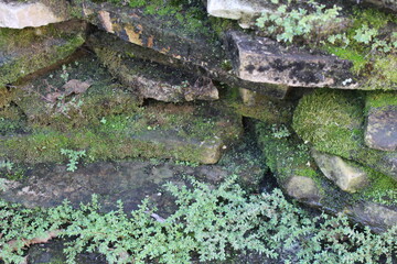 moss on the stone
