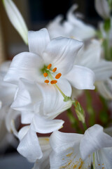 Lilium candidum white flower close up