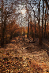 View of uphill Phu Kradueng Mountain seeing sunshine light pass through those tree in autumn season.