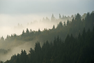 Forest in the morning mist on mountain. Autumn scene.