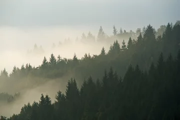 Zelfklevend Fotobehang Mistig bos Bos in de ochtendmist op berg. Herfst tafereel.