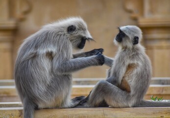 Beautiful view of the monkeys