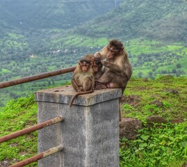 Beautiful view of the monkeys.