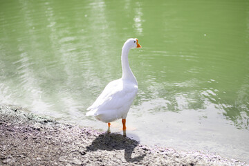 A beautiful white goose was walking on a sandy beach by day.
