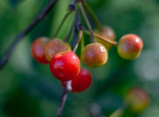 Red cherry in the garden