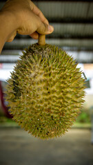 Close up detail view hand holding ripe Durian fruit after fall from tree. King of fruits in Southeast Asian. Have strong smell and thorn-covered rind.