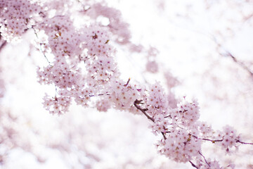 Obraz premium pink cherry blossom